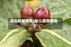 湖北松枝疫情(幼儿园放鞭炮)