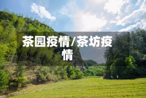 茶园疫情/茶坊疫情