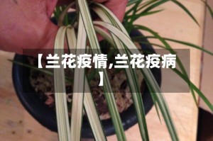 【兰花疫情,兰花疫病】