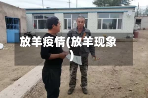 放羊疫情(放羊现象)