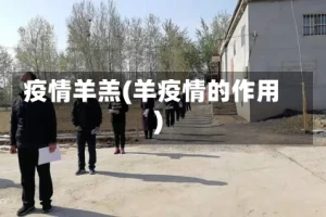 疫情羊羔(羊疫情的作用)