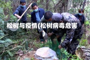 松树与疫情(松树病毒危害)