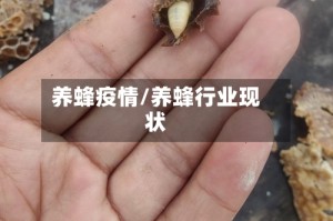 养蜂疫情/养蜂行业现状