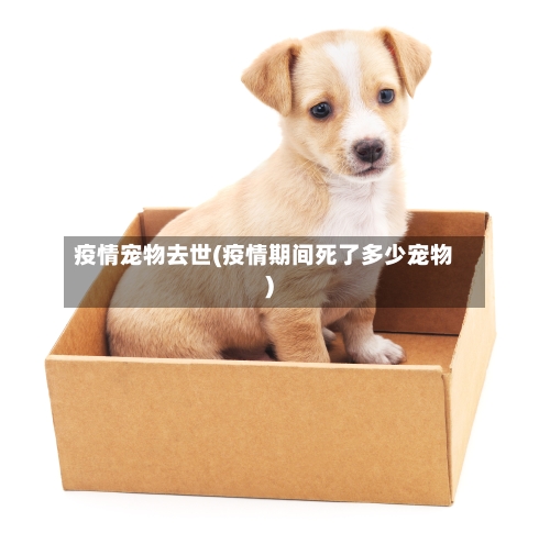 疫情宠物去世(疫情期间死了多少宠物)-第1张图片