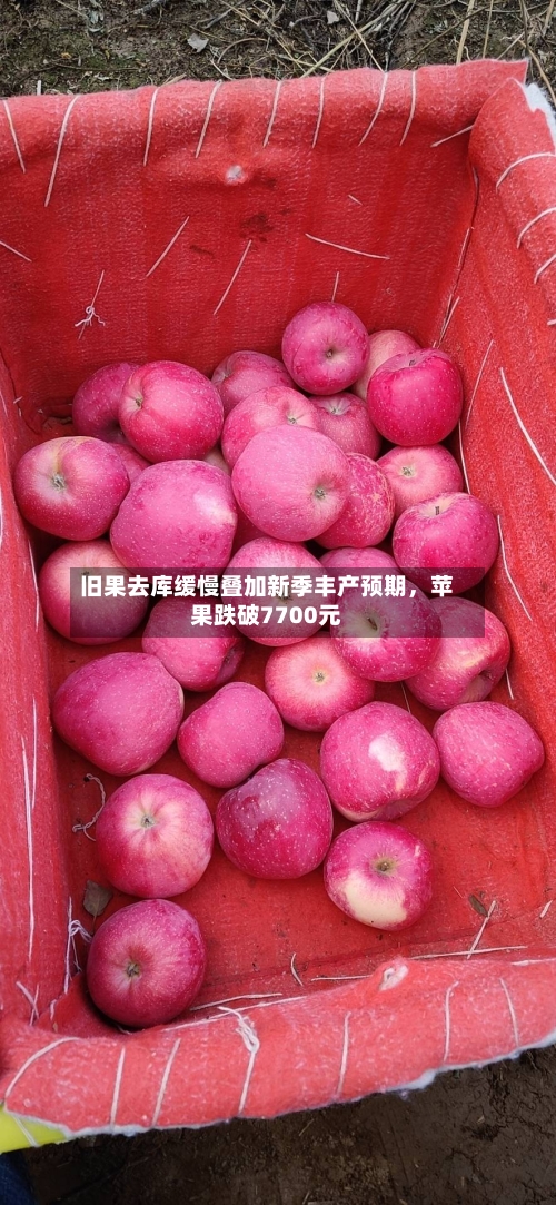 旧果去库缓慢叠加新季丰产预期，苹果跌破7700元-第1张图片