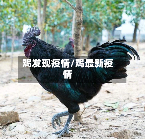 鸡发现疫情/鸡最新疫情-第1张图片