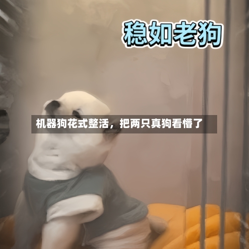 机器狗花式整活	，把两只真狗看懵了-第3张图片