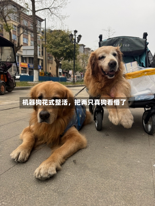 机器狗花式整活，把两只真狗看懵了-第1张图片