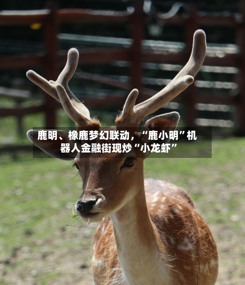 鹿明	、橡鹿梦幻联动，“鹿小明	”机器人金融街现炒“小龙虾”-第1张图片