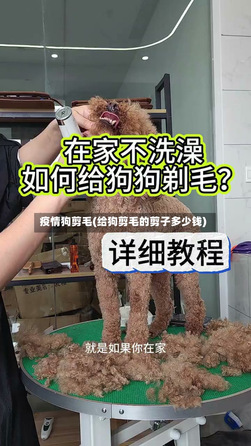 疫情狗剪毛(给狗剪毛的剪子多少钱)-第1张图片