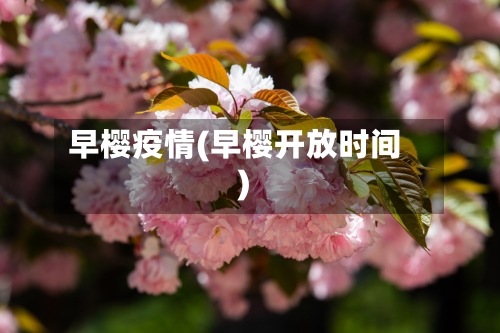 早樱疫情(早樱开放时间)-第1张图片