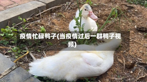 疫情忙碌鸭子(当疫情过后一群鸭子视频)-第1张图片