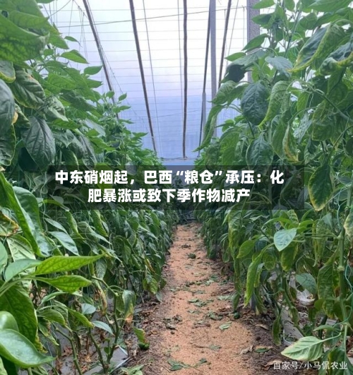 中东硝烟起	，巴西“粮仓”承压：化肥暴涨或致下季作物减产-第3张图片
