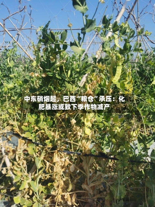 中东硝烟起，巴西“粮仓”承压：化肥暴涨或致下季作物减产-第2张图片