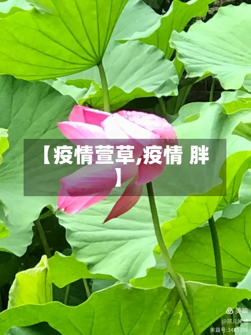 【疫情萱草,疫情 胖】-第1张图片