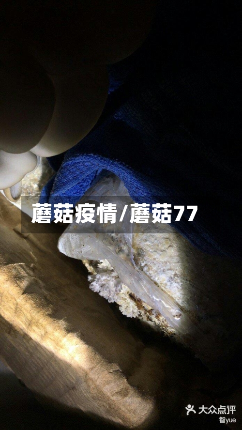 蘑菇疫情/蘑菇77-第1张图片
