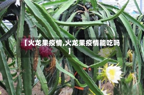 【火龙果疫情,火龙果疫情能吃吗】-第1张图片