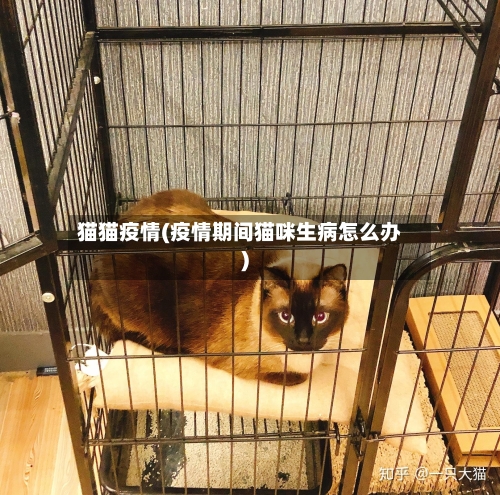 猫猫疫情(疫情期间猫咪生病怎么办)-第3张图片