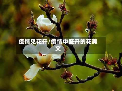 疫情见花开/疫情中盛开的花美文-第2张图片