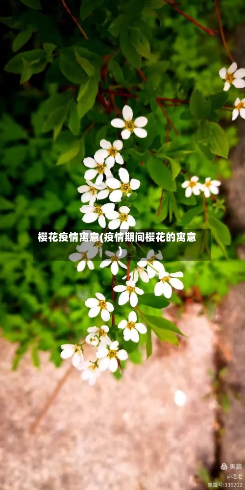 樱花疫情寓意(疫情期间樱花的寓意)-第2张图片