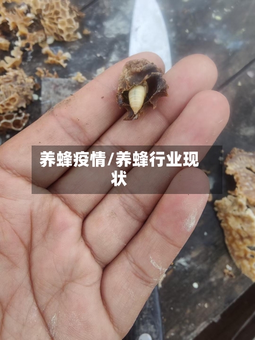 养蜂疫情/养蜂行业现状-第1张图片