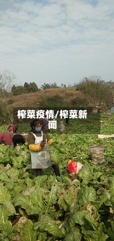 榨菜疫情/榨菜新闻-第2张图片