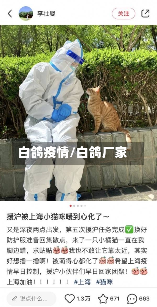白鸽疫情/白鸽厂家-第2张图片